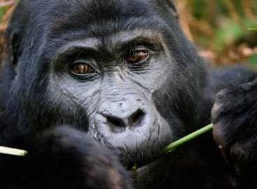 Family Fun in Uganda and Kenya