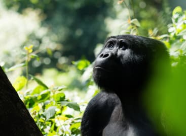 Imagine Uganda