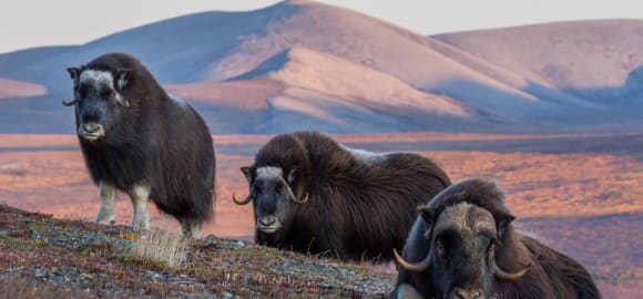 Discovering the Northwest Passage