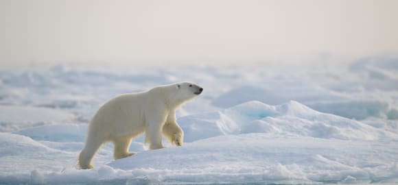 Svalbard Wildlife Expedition