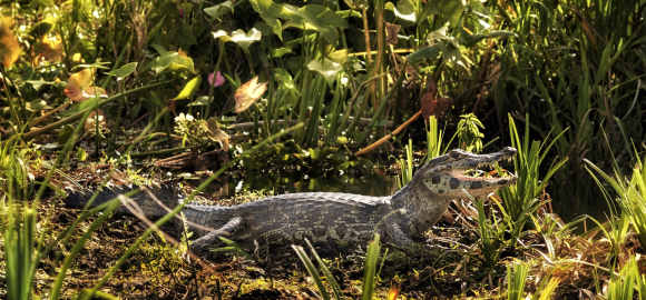 Wild Argentina