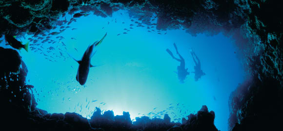Wild Encounters: Outback, Rainforest and Reef