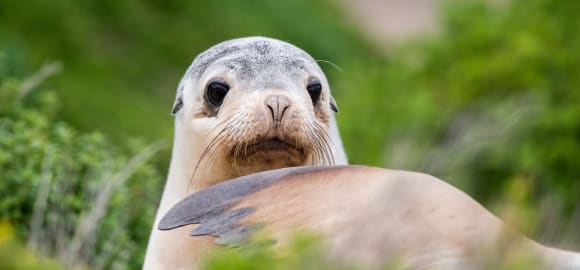 Wild Encounters: South Australia