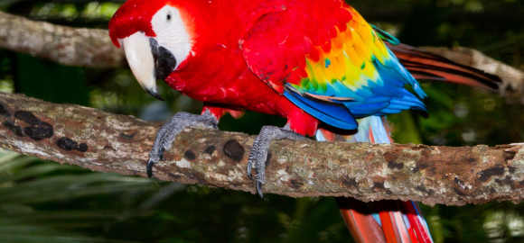 Family Fun in Guatemala & Belize