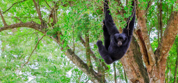 Wild Belize