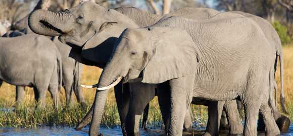 Imagine Botswana