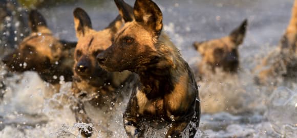 Wild Botswana