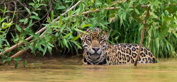Wild Brazil: Amazon & Pantanal Adventure