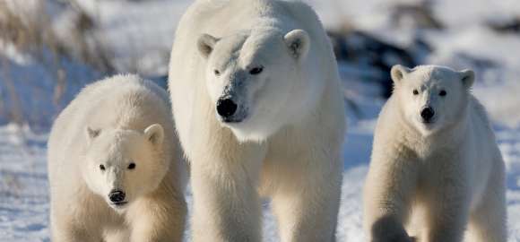 Great Ice Bear Adventure