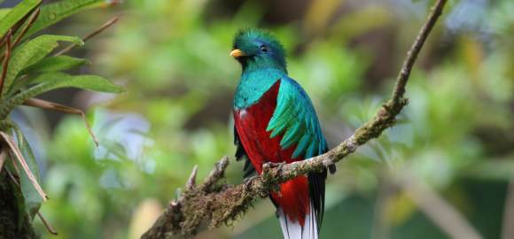 Limitless Costa Rica