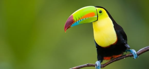 Wild Costa Rica