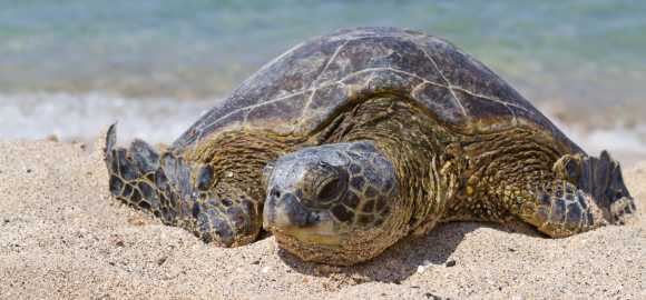Galapagos & Ecuador with Kids