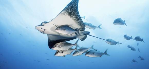 Galapagos & Ecuador Highlights