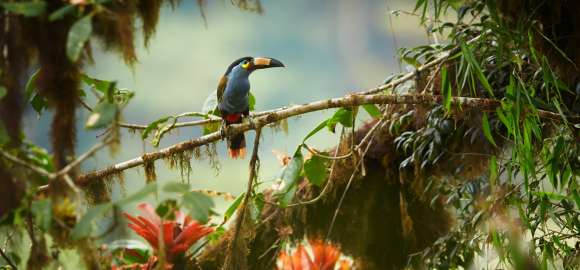 Epic Galapagos & Ecuador