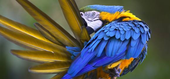 Wild Galapagos & Ecuador