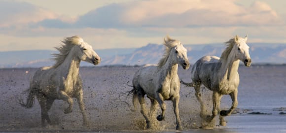 Wild Encounters: Southern France