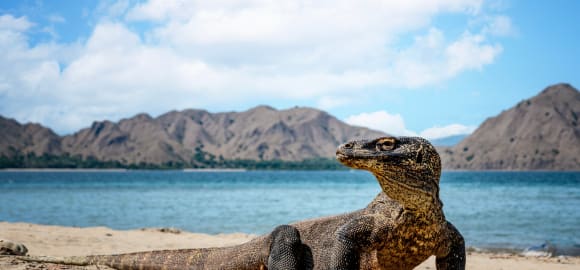 Bali, Komodo, and Australia: A Journey Through Paradise and Beyond