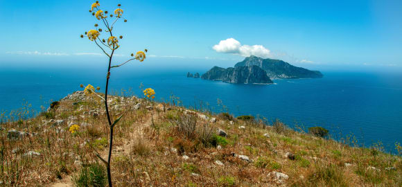Wild Encounters: Italy