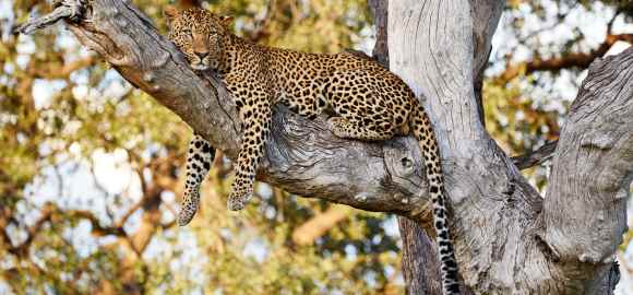 Limitless Zambia and Madagascar