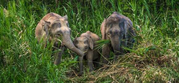 Family Fun in Malaysia and Borneo