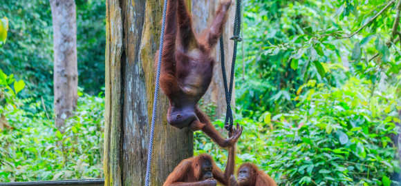 Ultimate Borneo
