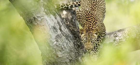 Limitless Mozambique and South Africa