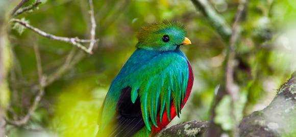 Ultimate Panama & Costa Rica