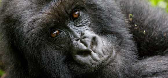 Highlights of Rwanda and South Africa