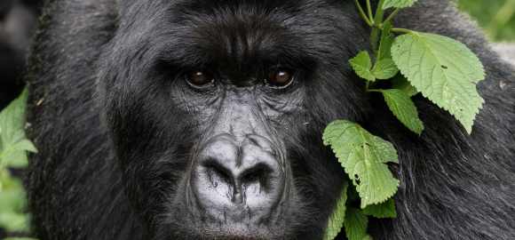 Limitless Tanzania and Rwanda