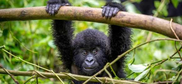 Ultimate Rwanda and Tanzania