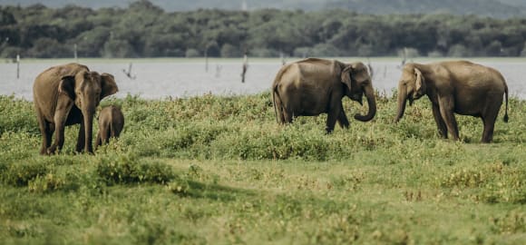 Sri Lanka: Cultural and Coastal Bliss