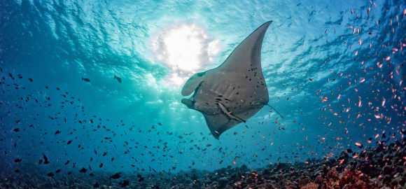 Treasures of the Tropics: Sri Lanka and the Maldives