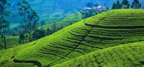Iconic Sri Lanka