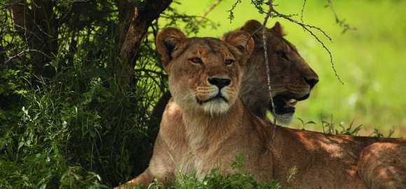Limitless Tanzania