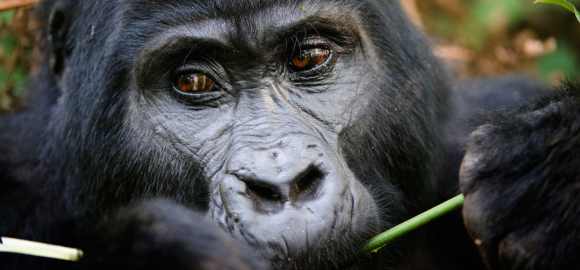 Family Fun in Uganda and Kenya