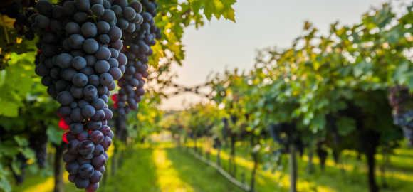 California Uncorked: Napa and Sonoma Wine Adventure