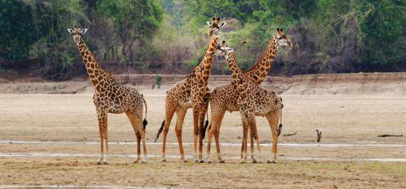 Limitless Zambia