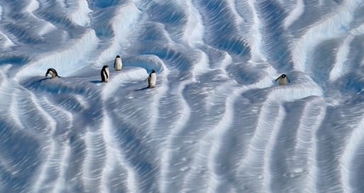 Gentoo Penguins on Ice