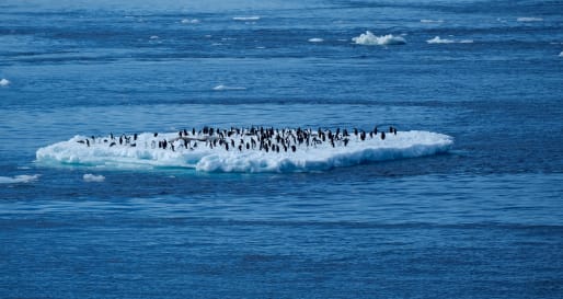 Penguins on an Iceberg