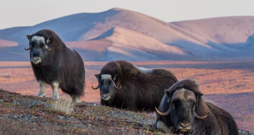 Musk Ox 