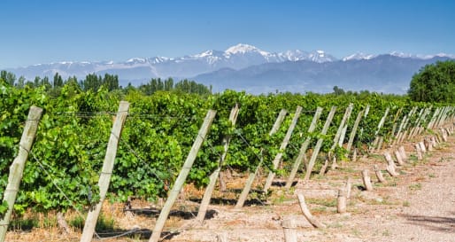 Mendoza Vineyards 