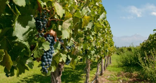 Uco Valley Vineyard