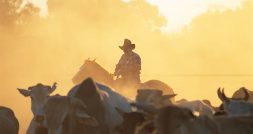 Mustering in the outback - Bullo River Station