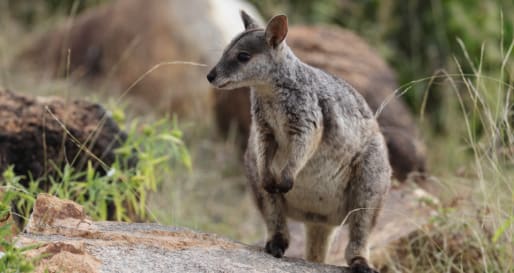 Wallaby  
