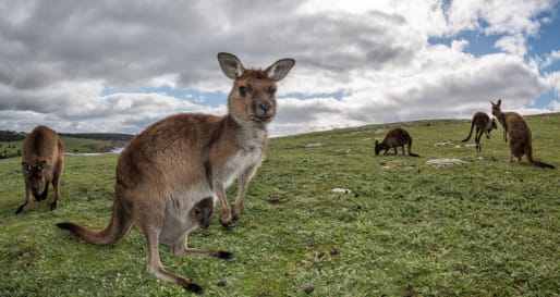 Kangaroo Island Full Day Tour
