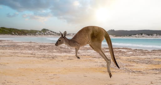 KI Kangaroo 