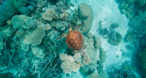 Swimming with Sea Turtles 