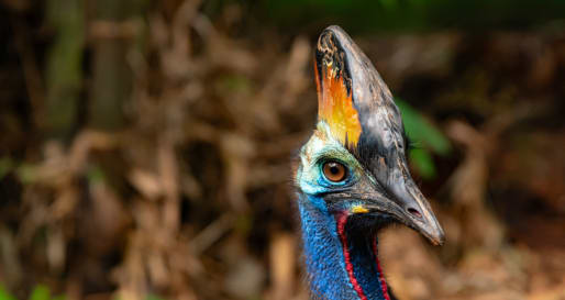 Cassowary Heads 