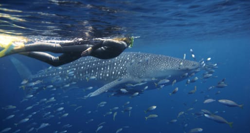 Sal Salis - Swimming with Whale Sharks
