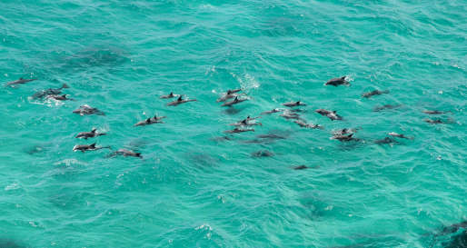 Sea Kayaking with Dolphins in Byron Bay
